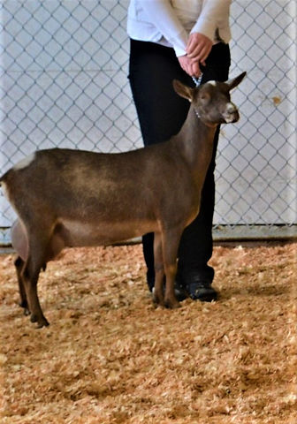 lacey yearling ff 1.jpg
