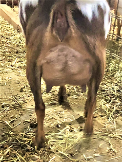 cinder rear udder.PNG