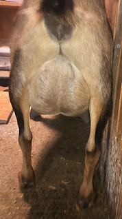 evette rear.png