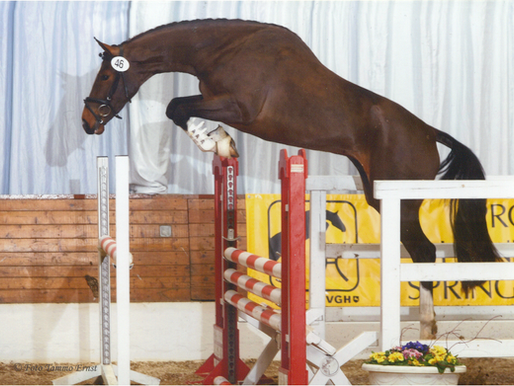 Grafina von Graf Top x For Pleasure nach gut 6 Jahren wieder zu Hause!