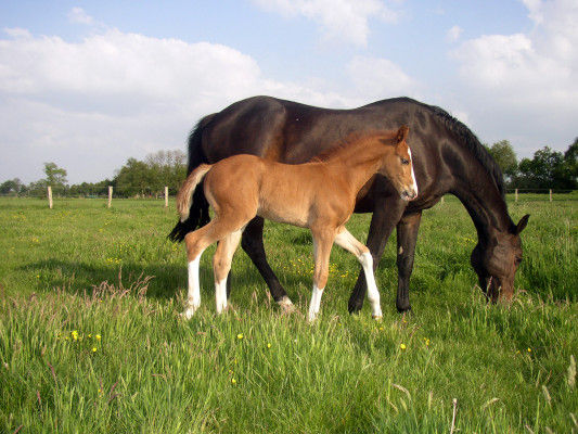 Miniaturbild: BALOU ROUGE von Balou du Rouet  †