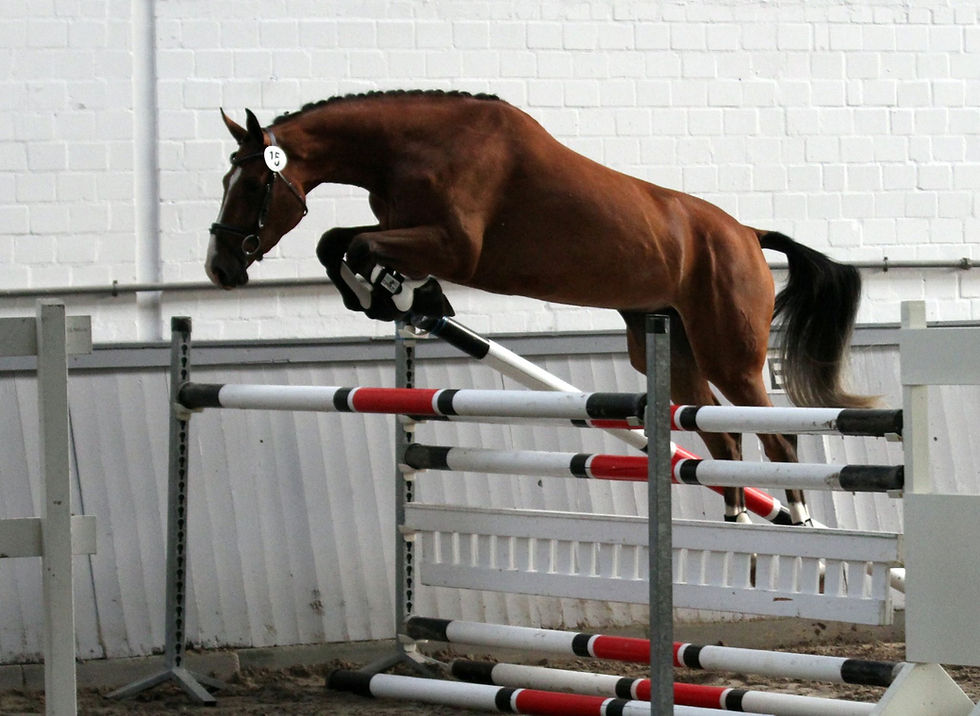 Thumbnail: Hann.premium mare COCOFINA by Carrico-PHS**
