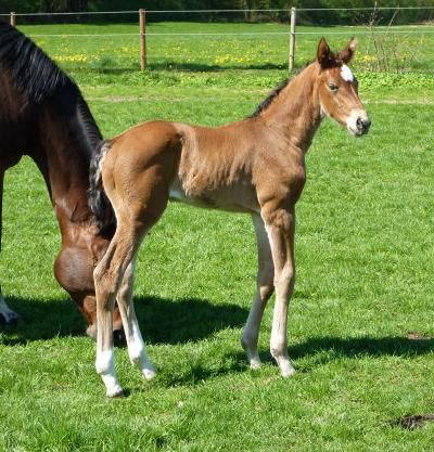 Miniaturbild: St.Pr.St. VIVA NOBLESS v. Vulkano FRH