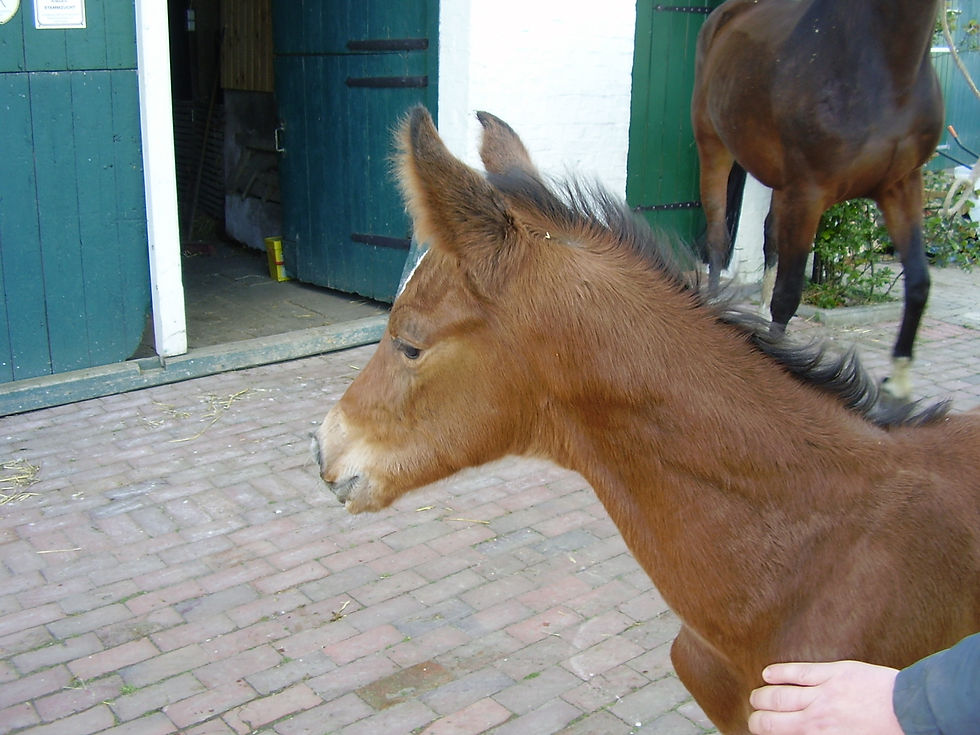 Miniaturbild: LEVIATHAN von Lordanos  †