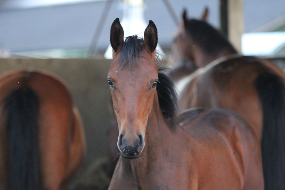 Thumbnail: CINZANO GOLD by Comme il faut