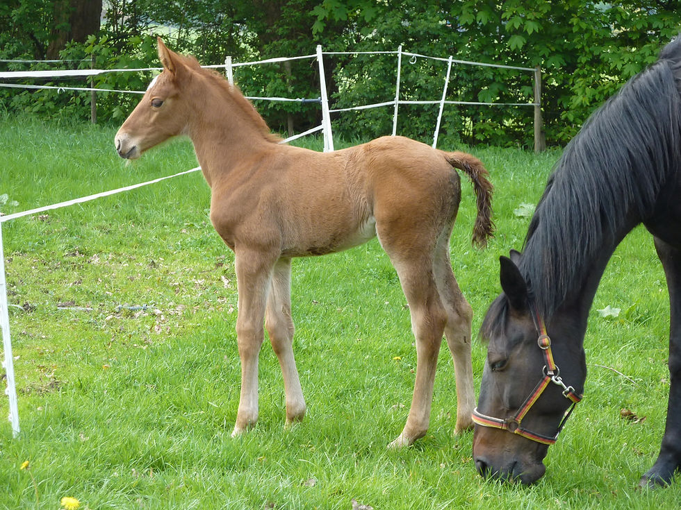 Thumbnail: STARONNI by Stakkato