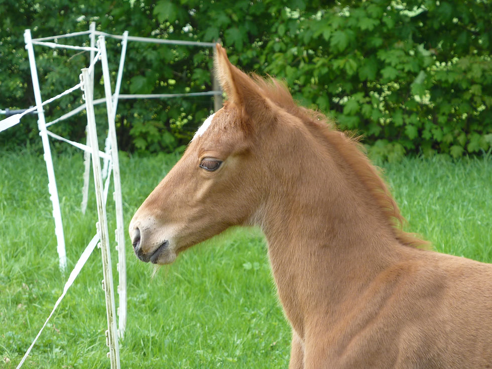 Thumbnail: STARONNI by Stakkato