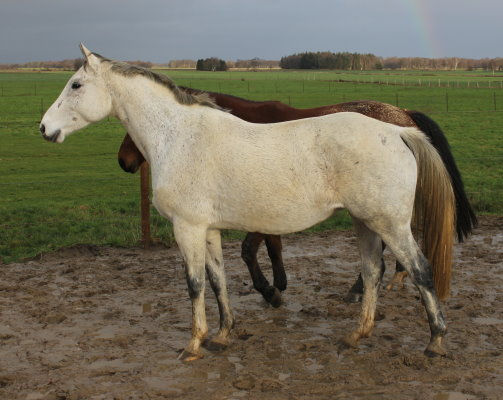 Miniaturbild: St.Pr.St. CARAFINA von Cardento-PHS*