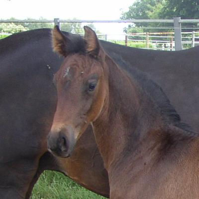 Thumbnail: CONTIMO alias CLEMAN by Comte