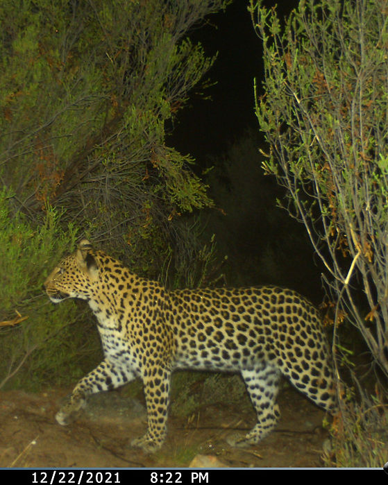 Leopard 12-22-2021.jpg