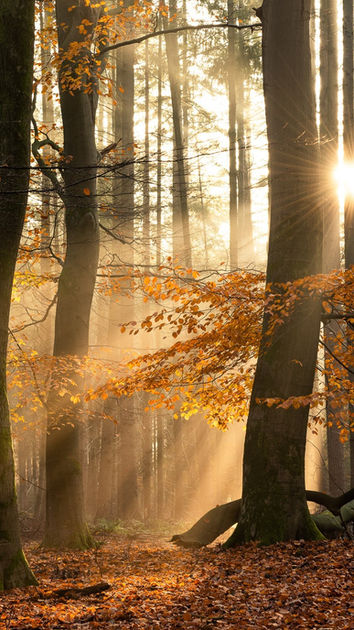 zonsopkomst-bos-junne-beerze-ommen-wandelen-herfst-vechtdal