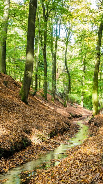 wandelen-bosrijke-natuur-overijssel-landschap-natuur-