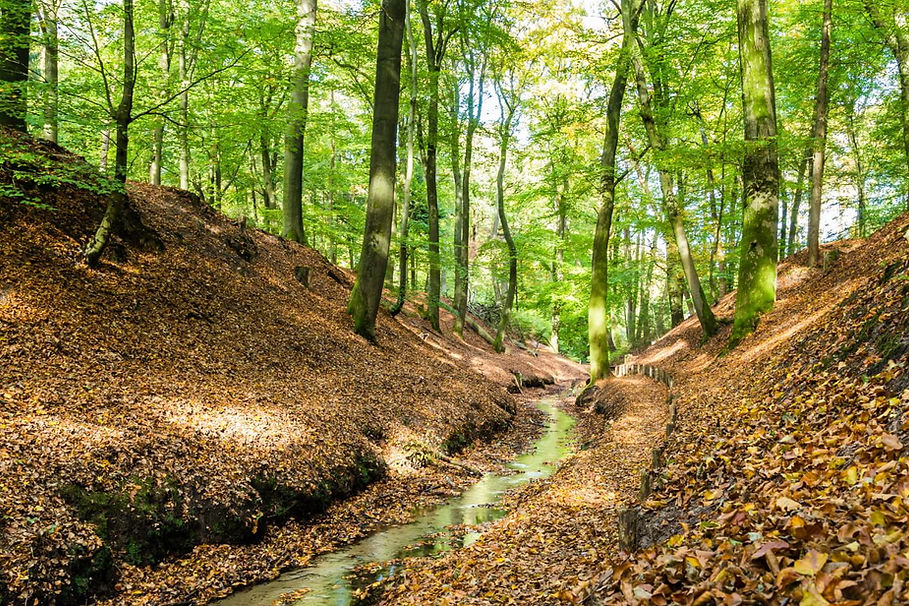 bossen-nederland-vakantie.jpg