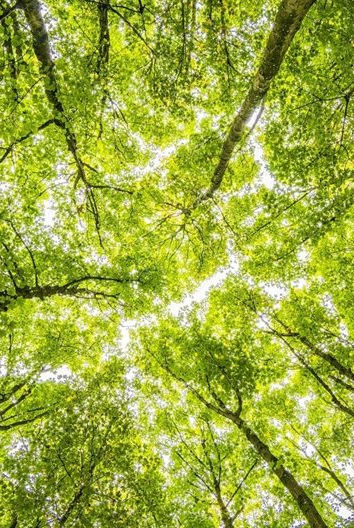groen-bomen-natuur-bos-vechtdal