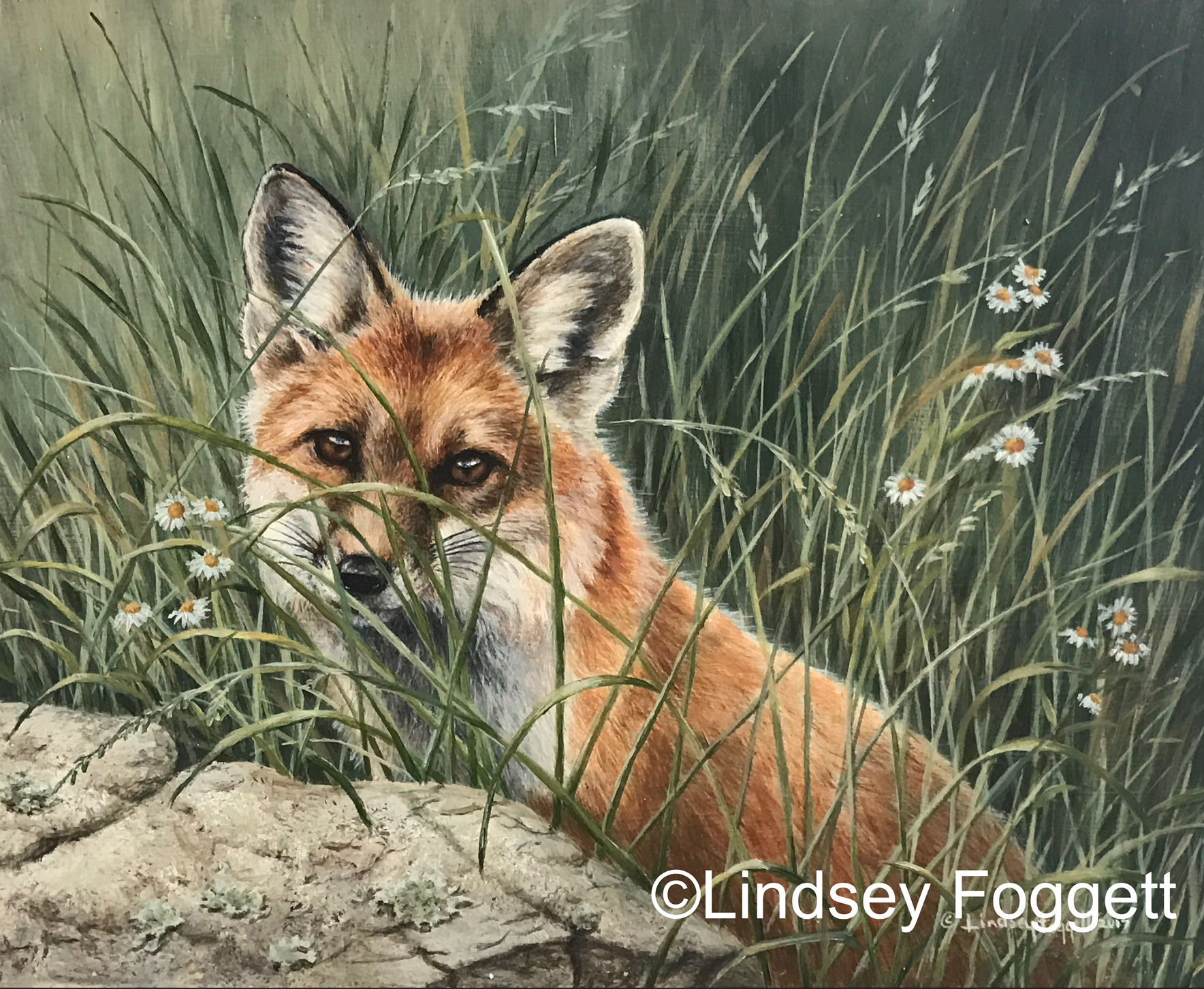 "Hidden in Spring" - Red Fox