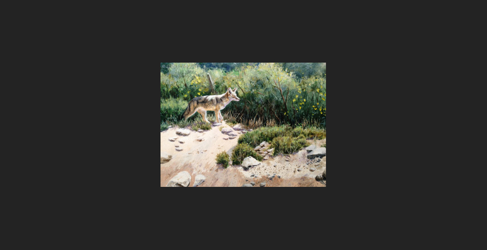 "Foraging" - Coyote