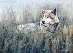 "Field Of Dreams" - Wolf