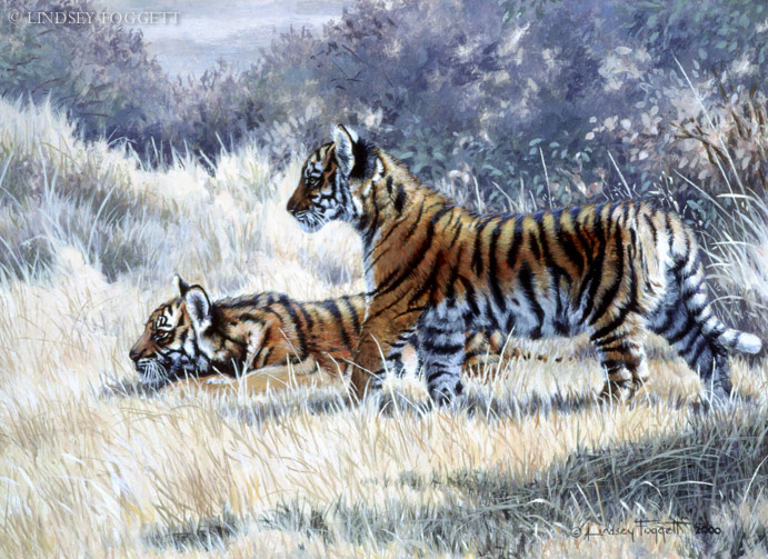 "Ready to Play"- Tiger cubs