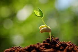 Waiting in Faith On the Harvest (February 2021)