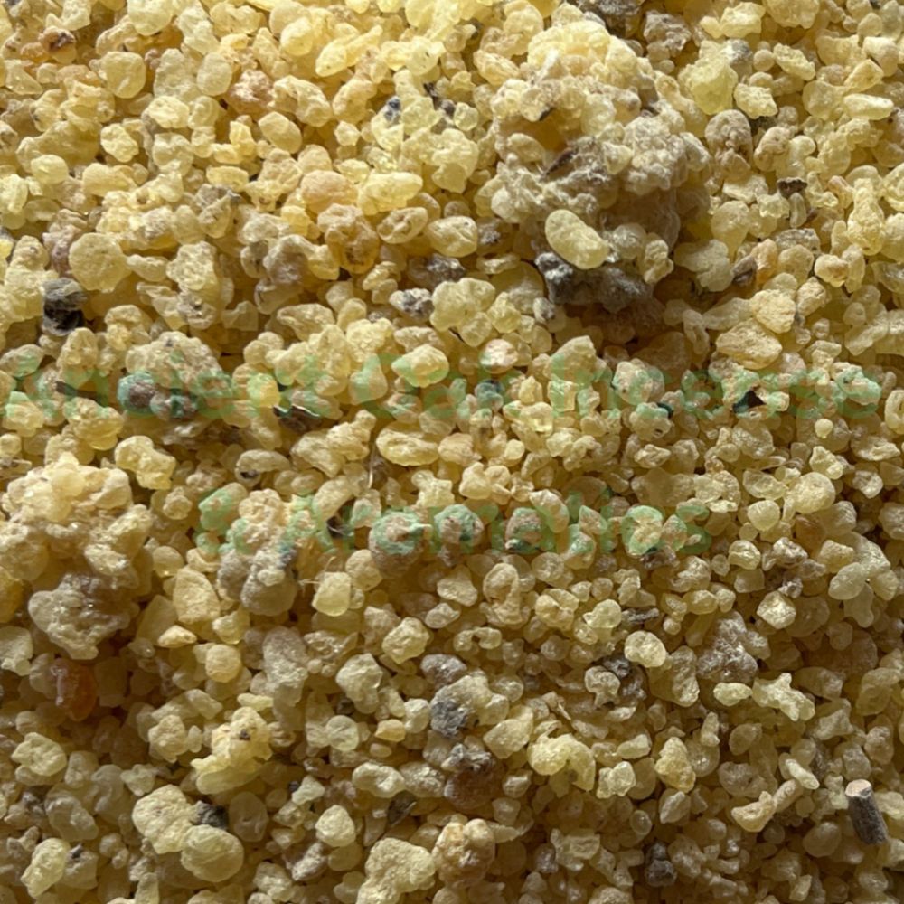 Persian Mastic Resin - Pistacia terebinthus - Iran