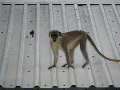 monkey-on-the-roof.jpg