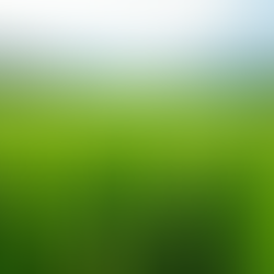 清雫の特徴と栽培方法 - 京都夜久野で育てられる清雫の魅力