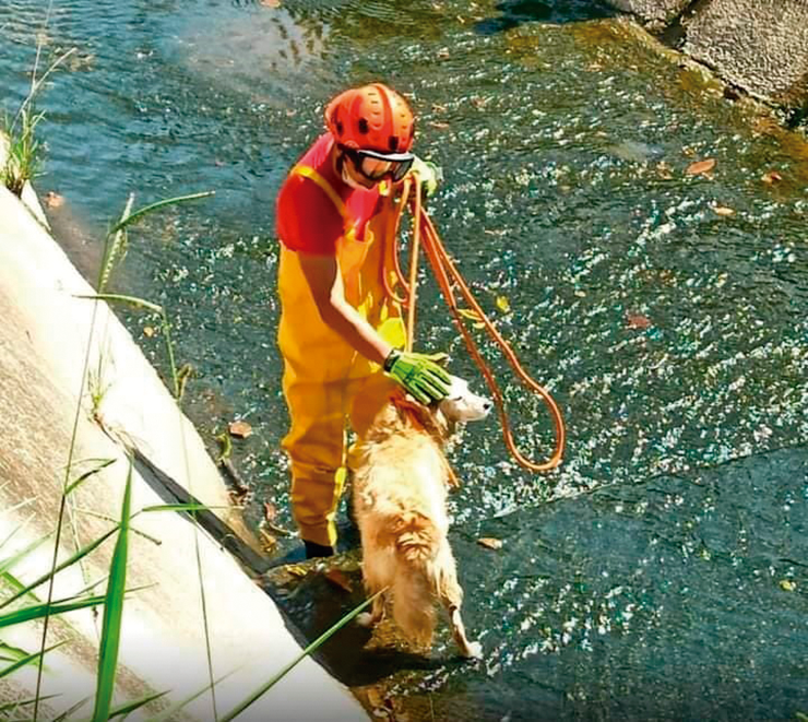 Bombeiros resgatam cachorro que caiu em córrego VINHEDO