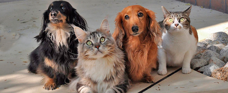 Prefeitura realiza agendamento para castração de animais de moradores de baixa renda VINHEDO