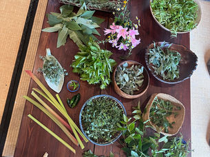 Herbalism for Beginners: An Honest First Path Into Plant Medicine