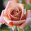 Thumbnail: 30 Koko Loko Rose Bush Seeds USA SHIPPED, NON-GMO, HEIRLOOM, OPEN-POLLINATED