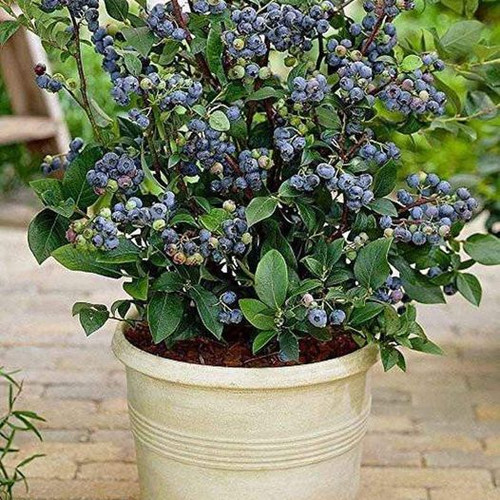Amazing Top Hat Dwarf Blueberry Starter Plant Rooted and Established
