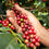 Thumbnail: Stunning Arabica Coffee Tree Starter Rooted and Established