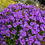 Thumbnail: 500 Gorgeous Cascading Whitewell Aubrieta Hybrida Superbissima Rock Cress Seeds