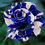 Thumbnail: 30 Blue Dragon Rose Bush Seeds USA SHIPPED, NON-GMO, HEIRLOOM, OPEN-POLLINATED,