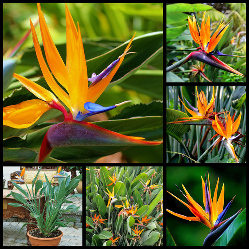 MANDELAS GOLD Yellow Bird Of Paradise (Strelitzia Reginae) - Rooted Starter Plant 10-12'