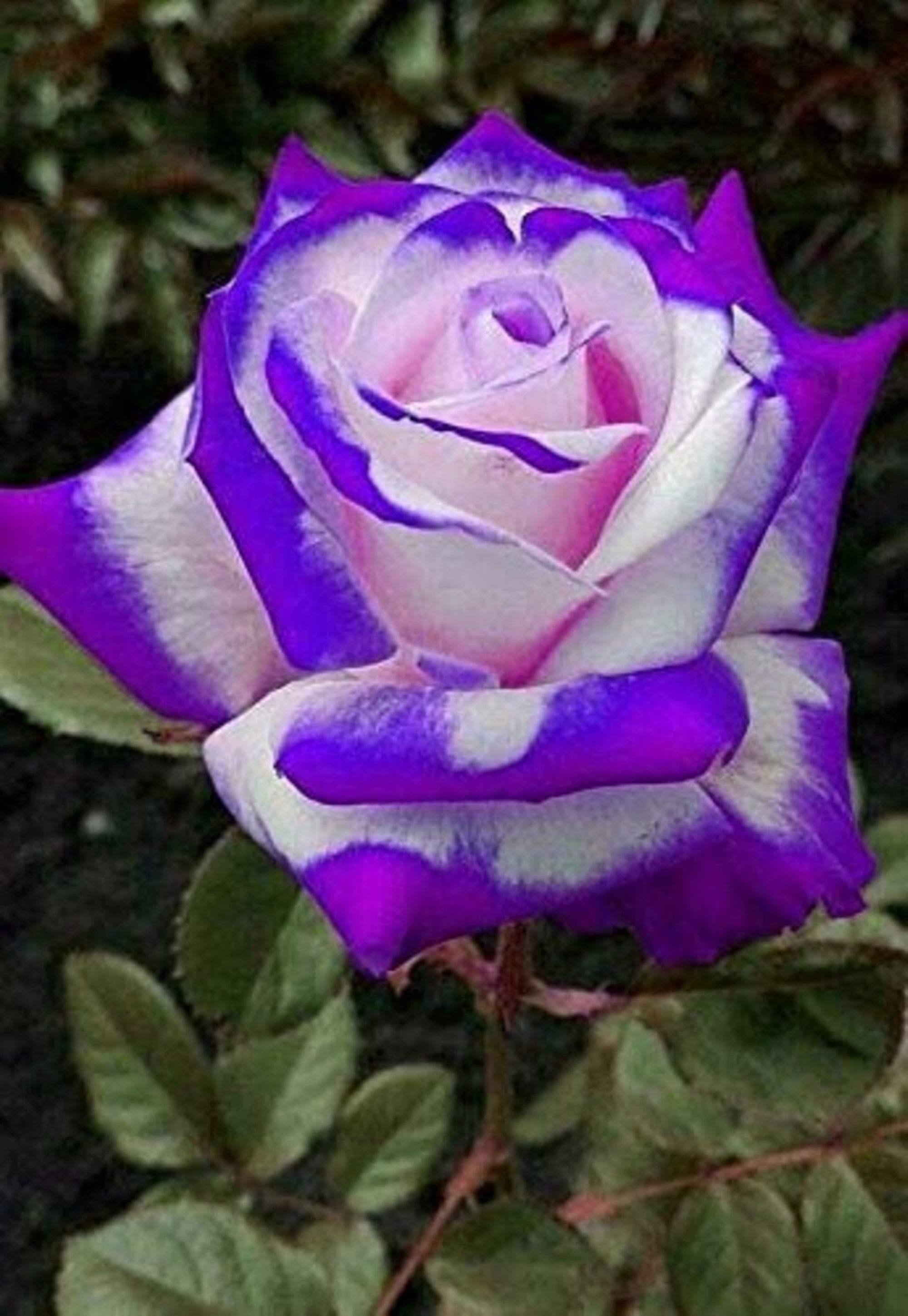 30 Pack Rare Superb Purple Haze Rose Bush Seeds