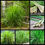 Thumbnail: 500 Outstanding West Indian Lemongrass Seeds NON-GMO