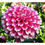 Thumbnail: 40+ Rare Amazing Fuzzy Wuzzy Mix Dahlia Flower Seeds