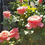 Thumbnail: 30 Rare Mademoiselle Hybrid Rose Bush Seeds 
