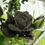 Thumbnail: 30 Rare Amazing Black Rose Seeds