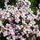 Thumbnail: 100 Beautiful Arabis Alpina Rosea Wall Rock Cress Seeds