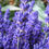 Thumbnail: 250 Outstanding English Lavender Lavandula Angustifolia Seeds