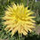 Thumbnail: 40+ Rare Amazing AC Jeri Dahlia Flower Seeds **BUY 3 PACKS GET 1 PACK FREE**