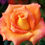 Thumbnail: 30 Tropicana Tea Rose Bush Seeds USA SHIPPED, NON-GMO, HEIRLOOM, OPEN-POLLINATED