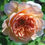 Thumbnail: 30 Rare Stunning Tea Clipper Rose Bush Seeds 