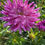 Thumbnail: 40+ Rare Amazing Bedazzled Dahlia Flower Seeds **BUY 3 PACKS GET 1 PACK FREE**