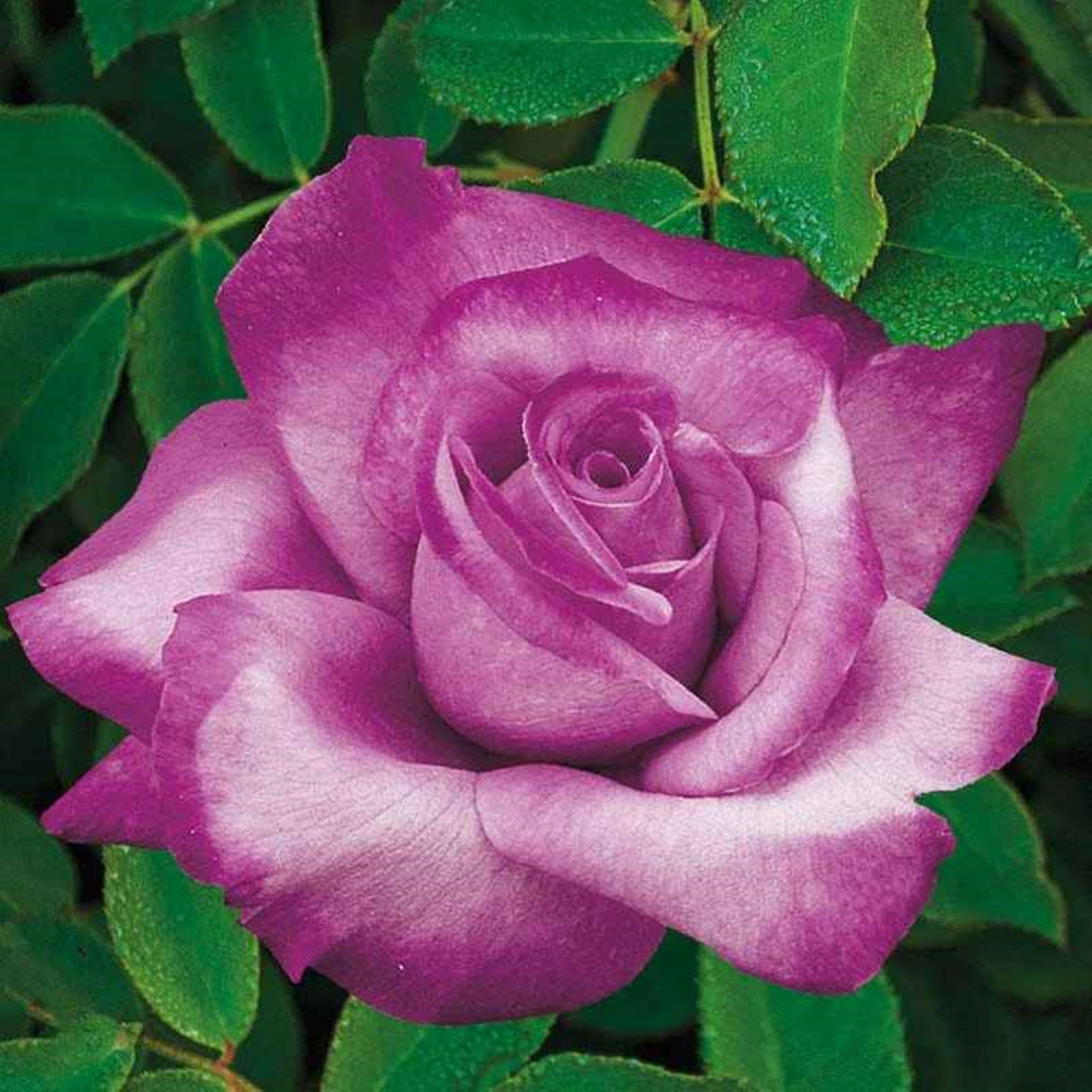 30 Rare Gorgeous Plum Grandiflora Rose Bush Seeds 