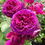 Thumbnail: 30 Rare, Gorgeous Celestial Night Rose Bush Seeds USA SHIPPED, NON-GMO, HEIRLOOM