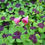 Thumbnail: Pack of 15 Gorgeous Iron Cross Shamrock Oxalis Tetraphylla Bulbs