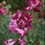 Thumbnail: 30 Rare, Gorgeous Tiger Stripes Rose Bush Seeds 